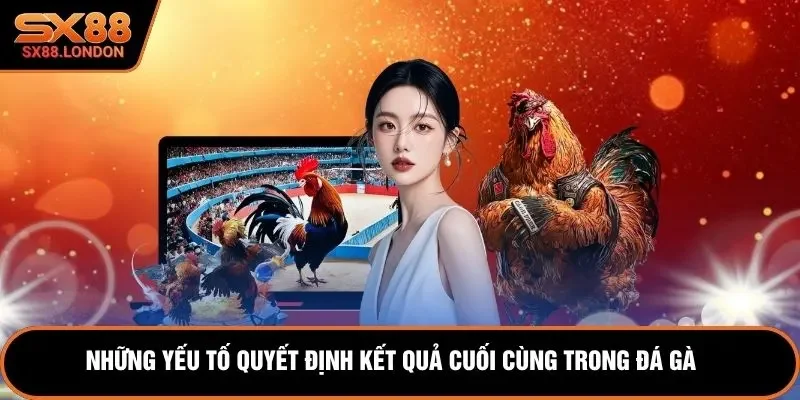 Những yếu tố quyết định kết quả cuối cùng trong đá gà 